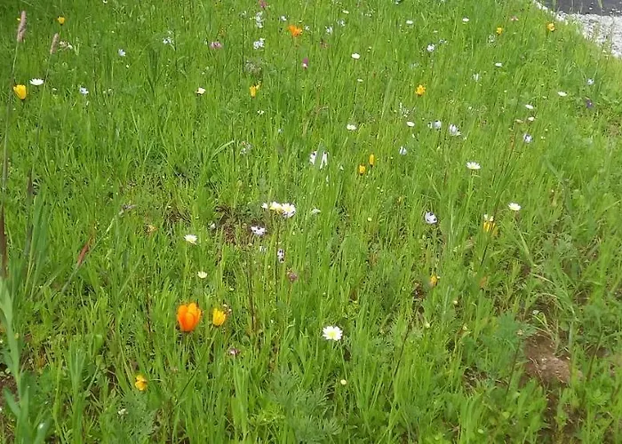 Cheerful Дом отдыха